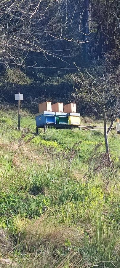 B&B I Pellegrini Della Casela Bordogna Esterno foto